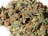 bud-marijuana-gallery-master-kush-northern-light-bud-pic bud-marijuana-gallery-master-kush-northern-light-bud-pic