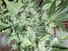 bud-marijuana-gallery-master-kush-northern-light bud-marijuana-gallery-master-kush-northern-light