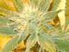 bud-marijuana-gallery-medical_marijuana_002cher_original bud-marijuana-gallery-medical_marijuana_002cher_original