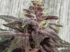 bud-marijuana-gallery-medicalmarijuana003a_original bud-marijuana-gallery-medicalmarijuana003a_original