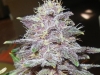 bud-marijuana-gallery-medicalmarijuana004a_original bud-marijuana-gallery-medicalmarijuana004a_original