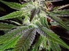 bud-marijuana-gallery-misty bud-marijuana-gallery-misty