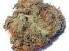 bud-marijuana-gallery-new-york-city-diesel-feminized-bud-pic bud-marijuana-gallery-new-york-city-diesel-feminized-bud-pic