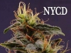 bud-marijuana-gallery-new-york-city-diesel bud-marijuana-gallery-new-york-city-diesel