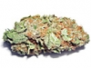 bud-marijuana-gallery-northern-light-big-bud-bud-pic bud-marijuana-gallery-northern-light-big-bud-bud-pic