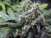 bud-marijuana-gallery-northern-light-big-bud bud-marijuana-gallery-northern-light-big-bud