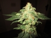 bud-marijuana-gallery-papaya071012_original bud-marijuana-gallery-papaya071012_original