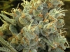 bud-marijuana-gallery-paraiso-verde bud-marijuana-gallery-paraiso-verde