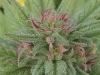bud-marijuana-gallery-pinconning_paralizer_original bud-marijuana-gallery-pinconning_paralizer_original