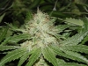 bud-marijuana-gallery-pride-of-amsterdam bud-marijuana-gallery-pride-of-amsterdam