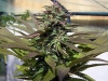 bud-marijuana-gallery-purple-power bud-marijuana-gallery-purple-power