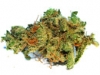 bud-marijuana-gallery-shiva-shanti-bud-pic bud-marijuana-gallery-shiva-shanti-bud-pic