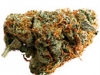 bud-marijuana-gallery-skunk-red-hair-bud-pic bud-marijuana-gallery-skunk-red-hair-bud-pic