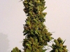 bud-marijuana-gallery-skunk-red-hair bud-marijuana-gallery-skunk-red-hair