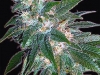 bud-marijuana-gallery-space-bubble-feminized bud-marijuana-gallery-space-bubble-feminized