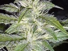 bud-marijuana-gallery-strawberry-ice-feminized bud-marijuana-gallery-strawberry-ice-feminized