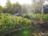 bud-marijuana-gallery-stuartburn-grow-op1 bud-marijuana-gallery-stuartburn-grow-op1