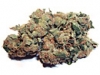 bud-marijuana-gallery-super-nova-bud-pic bud-marijuana-gallery-super-nova-bud-pic