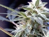 bud-marijuana-gallery-super-nova bud-marijuana-gallery-super-nova
