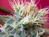 bud-marijuana-gallery-super-skunk bud-marijuana-gallery-super-skunk