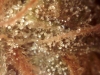 bud-marijuana-gallery-swampys-free-leonard-up-close_original bud-marijuana-gallery-swampys-free-leonard-up-close_original