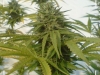 bud-marijuana-gallery-tatanka bud-marijuana-gallery-tatanka