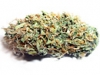 bud-marijuana-gallery-thai-skunk-bud-pic bud-marijuana-gallery-thai-skunk-bud-pic