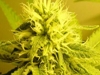 bud-marijuana-gallery-top-weazel bud-marijuana-gallery-top-weazel