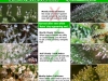bud-marijuana-gallery-trichomes_colors_harvest_original bud-marijuana-gallery-trichomes_colors_harvest_original