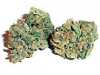 bud-marijuana-gallery-tropicanna-bud-pic bud-marijuana-gallery-tropicanna-bud-pic