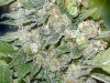 bud-marijuana-gallery-tropicanna bud-marijuana-gallery-tropicanna