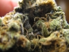 bud-marijuana-gallery-tumblr_mhtzq6gg7m1qdlzf3o2_1280 bud-marijuana-gallery-tumblr_mhtzq6gg7m1qdlzf3o2_1280