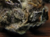 bud-marijuana-gallery-tumblr_mhtzq6gg7m1qdlzf3o3_1280 bud-marijuana-gallery-tumblr_mhtzq6gg7m1qdlzf3o3_1280