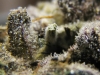 bud-marijuana-gallery-tumblr_mhtzq6gg7m1qdlzf3o4_1280 bud-marijuana-gallery-tumblr_mhtzq6gg7m1qdlzf3o4_1280
