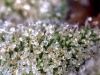 bud-marijuana-gallery-tumblr_mi67htaixq1rliu2vo1_1280 bud-marijuana-gallery-tumblr_mi67htaixq1rliu2vo1_1280