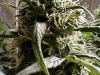 bud-marijuana-gallery-waikiki-queen-feminized bud-marijuana-gallery-waikiki-queen-feminized
