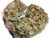 bud-marijuana-gallery-white-buffalo-tatanka-bud-pic bud-marijuana-gallery-white-buffalo-tatanka-bud-pic