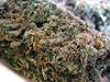 bud-marijuana-gallery-white-ice-feminized-bud-pic bud-marijuana-gallery-white-ice-feminized-bud-pic