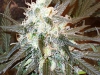 bud-marijuana-gallery-white-ice bud-marijuana-gallery-white-ice