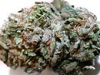 bud-marijuana-gallery-white-queen-bud-pic bud-marijuana-gallery-white-queen-bud-pic