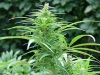 bud-marijuana-gallery-white-queen bud-marijuana-gallery-white-queen