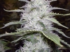 bud-marijuana-gallery-white-sensation bud-marijuana-gallery-white-sensation
