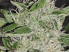 bud-marijuana-gallery-white-widow bud-marijuana-gallery-white-widow