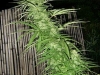 bud-marijuana-gallery-yoruba-nigeria bud-marijuana-gallery-yoruba-nigeria