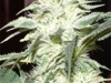bud-marijuana-gallery-big-widow