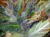 bud-marijuana-gallery-blackberry_2_original