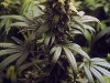 bud-marijuana-gallery-californian-skunk