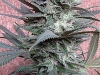 bud-marijuana-gallery-cannaphrodisiac