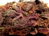 bud-marijuana-gallery-caramelicious-bud-pic