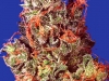 bud-marijuana-gallery-caramelicious